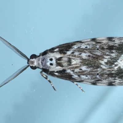 Digama marmorea (An Erebid moth) at Ainslie, ACT - 18 Oct 2022 by jb2602