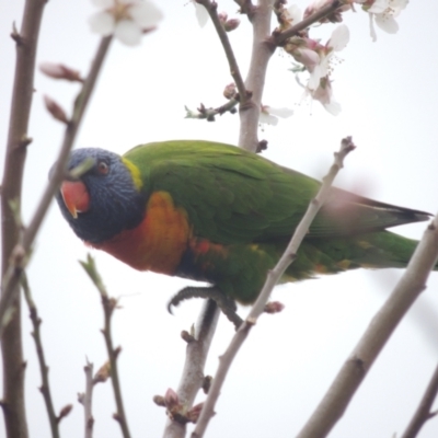 Trichoglossus moluccanus (Rainbow Lorikeet) at Pollinator-friendly garden Conder - 2 Sep 2022 by michaelb