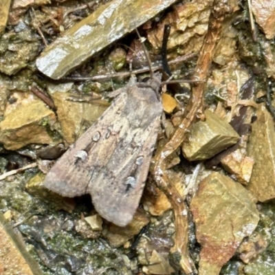 Agrotis infusa (Bogong Moth, Common Cutworm) at Aranda, ACT - 21 Oct 2022 by KMcCue