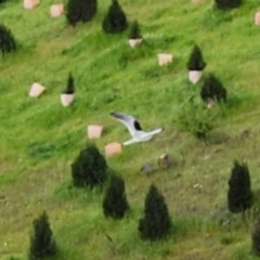 Elanus axillaris (Black-shouldered Kite) at Molonglo Valley, ACT - 21 Oct 2022 by NathanaelC