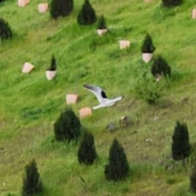 Elanus axillaris (Black-shouldered Kite) at Molonglo Valley, ACT - 21 Oct 2022 by NathanaelC