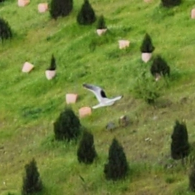 Elanus axillaris (Black-shouldered Kite) at National Arboretum Forests - 21 Oct 2022 by NathanaelC