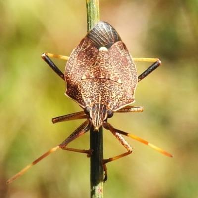Poecilometis strigatus (Gum Tree Shield Bug) at Tennent, ACT - 17 Oct 2022 by JohnBundock