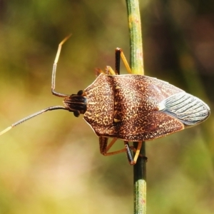 Poecilometis strigatus at Tennent, ACT - 17 Oct 2022