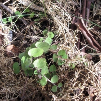 Gonocarpus micranthus subsp. micranthus (Creeping Raspwort) at Booth, ACT - 11 Oct 2022 by sangio7