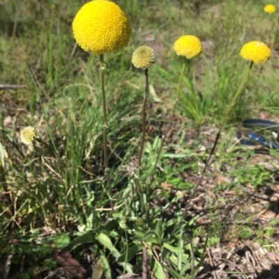 Craspedia variabilis (Common Billy Buttons) at Wamboin, NSW - 18 Oct 2020 by Devesons