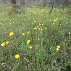 Craspedia variabilis at Wamboin, NSW - 18 Oct 2020