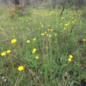 Craspedia variabilis at Wamboin, NSW - suppressed