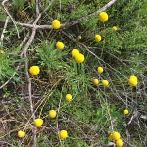 Craspedia variabilis at Wamboin, NSW - suppressed