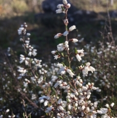 Cryptandra amara (Bitter Cryptandra) at Wamboin, NSW - 1 Sep 2021 by Devesons