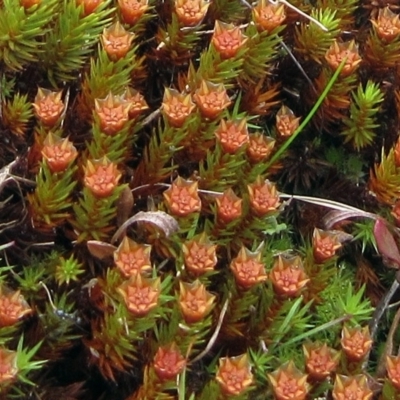 Polytrichaceae sp. (family) (A moss) at Cotter River, ACT - 12 Oct 2022 by sangio7