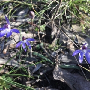 Cyanicula caerulea at Wamboin, NSW - 14 Sep 2021