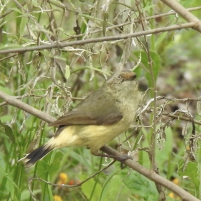 Acanthiza reguloides (Buff-rumped Thornbill) at Bungonia, NSW - 18 Oct 2022 by GlossyGal