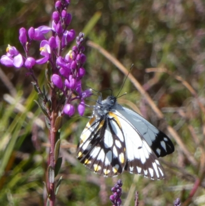 Belenois java (Caper White) at Borough, NSW - 19 Oct 2022 by Paul4K