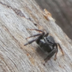 Jotus sp. (genus) (Unidentified Jotus Jumping Spider) at Borough, NSW by Paul4K