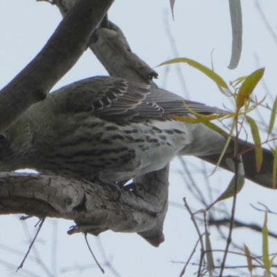 Oriolus sagittatus (Olive-backed Oriole) at Boro - 20 Oct 2022 by Paul4K