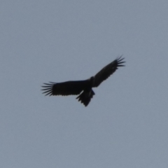 Aquila audax (Wedge-tailed Eagle) at Borough, NSW - 20 Oct 2022 by Paul4K