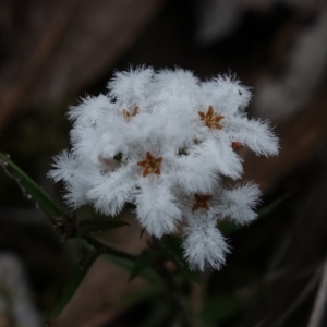 Leucopogon virgatus at Jerrabomberra, NSW - 17 Oct 2022