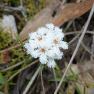 Leucopogon virgatus at Jerrabomberra, NSW - 17 Oct 2022