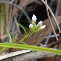 Leucopogon virgatus at Jerrabomberra, NSW - 17 Oct 2022