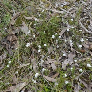 Leucopogon virgatus at Jerrabomberra, NSW - 17 Oct 2022