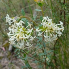 Pimelea linifolia (Slender Rice Flower) at Mount Jerrabomberra - 16 Oct 2022 by RobG1