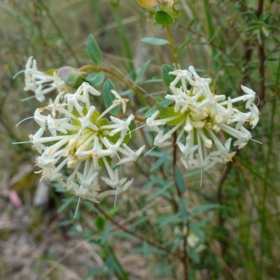 Pimelea linifolia (Slender Rice Flower) at Mount Jerrabomberra QP - 16 Oct 2022 by RobG1