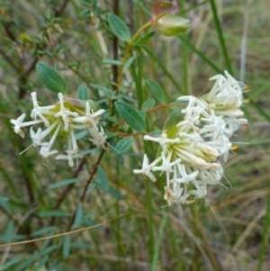 Pimelea linifolia at Jerrabomberra, NSW - 17 Oct 2022