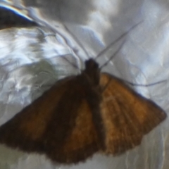 Dichromodes ainaria (A geometer or looper moth) at Borough, NSW - 19 Oct 2022 by Paul4K