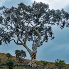 Eucalyptus rossii (Inland Scribbly Gum) at Tennent, ACT - 18 May 2020 by Philip