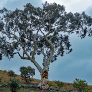 Eucalyptus rossii at Gigerline Nature Reserve - 19 May 2020