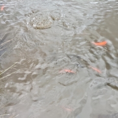 Carassius auratus at Kambah, ACT - 21 Oct 2022 01:46 PM