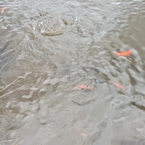 Carassius auratus at Kambah, ACT - 21 Oct 2022 01:46 PM