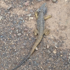 Pogona barbata (Eastern Bearded Dragon) at Mount Ainslie - 20 Oct 2022 by Tomv