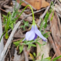 Wahlenbergia stricta subsp. stricta (Tall Bluebell) at Farrer Ridge - 21 Oct 2022 by Mike