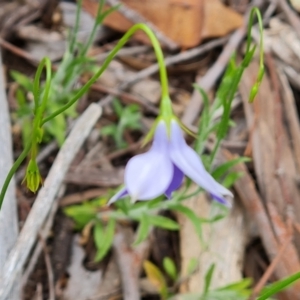 Wahlenbergia stricta subsp. stricta at Farrer, ACT - 21 Oct 2022 04:19 PM