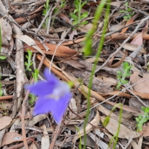 Wahlenbergia stricta subsp. stricta at Farrer, ACT - 21 Oct 2022 04:19 PM