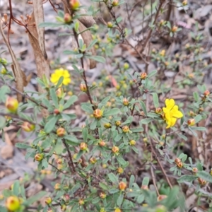 Hibbertia obtusifolia at Farrer, ACT - 21 Oct 2022