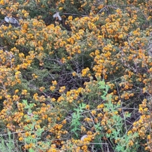 Pultenaea procumbens at Farrer, ACT - 21 Oct 2022