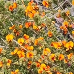 Pultenaea procumbens at Farrer, ACT - 21 Oct 2022 04:08 PM