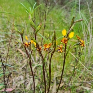 Diuris semilunulata at Farrer, ACT - 21 Oct 2022