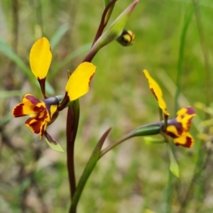 Diuris semilunulata at Farrer, ACT - 21 Oct 2022