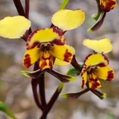 Diuris pardina (Leopard Doubletail) at Farrer Ridge - 21 Oct 2022 by Mike