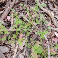 Daucus glochidiatus (Australian Carrot) at Farrer, ACT - 21 Oct 2022 by Mike