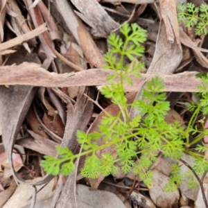 Daucus glochidiatus at Farrer, ACT - 21 Oct 2022