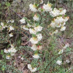 Pimelea linifolia subsp. linifolia (Queen of the Bush, Slender Rice-flower) at Farrer Ridge - 21 Oct 2022 by Mike