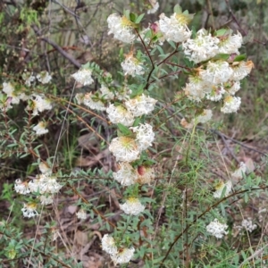 Pimelea linifolia subsp. linifolia at Farrer, ACT - 21 Oct 2022 03:47 PM