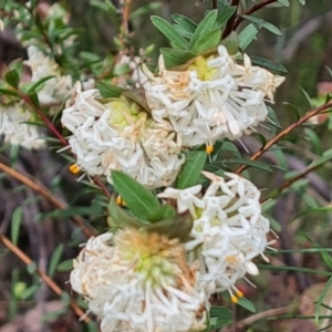 Pimelea linifolia subsp. linifolia at Farrer, ACT - 21 Oct 2022