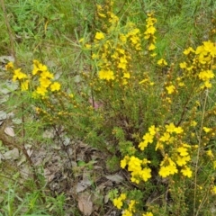 Hibbertia calycina (Lesser Guinea-flower) at Farrer, ACT - 21 Oct 2022 by Mike