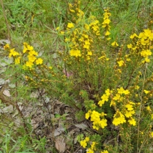 Hibbertia calycina at Farrer, ACT - 21 Oct 2022